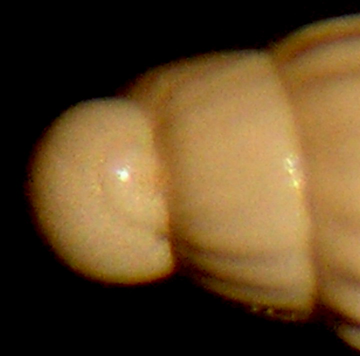 Turbonilla paucistriata